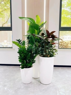 速看！前湾花卉出租设计的魅力所在